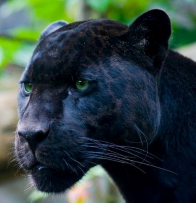 Jaguar..black.jpg