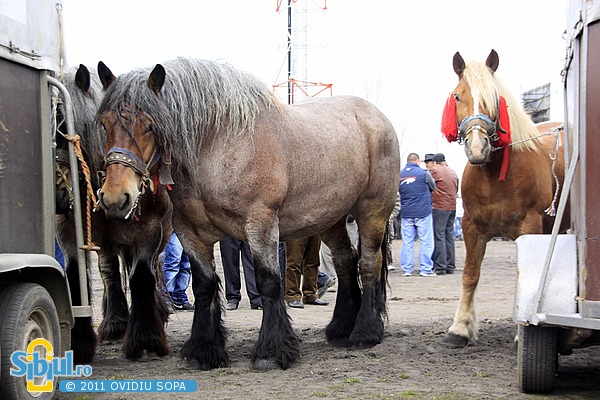 Expozitie de cai Sibiu 2011