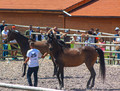 Festivalul Calului Zorabia Sibiu 2019